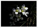 Draba spp * Whitlow Grass - Kebnekaise - July 2007 * 3680 x 2760 * (1.94MB)